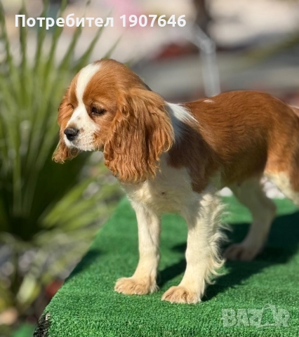 Кавалер Кинг Чарлз, снимка 1