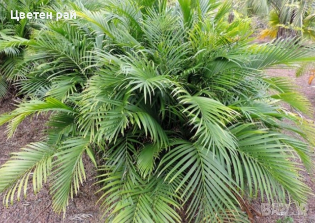 Палма Хамедорея елегантс в саксия ф13 , снимка 2 - Градински цветя и растения - 53064200