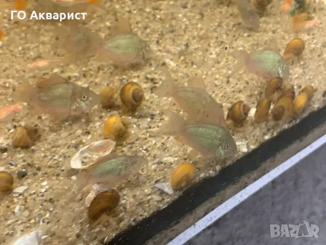 Коридорас Брохис / Corydoras Brochis, снимка 1