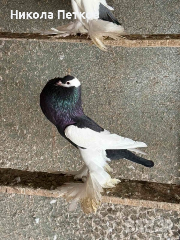 Седлати болани , снимка 10 - Гълъби - 53248857