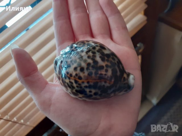 Страхотен подарък!, снимка 4 - Статуетки - 28094828