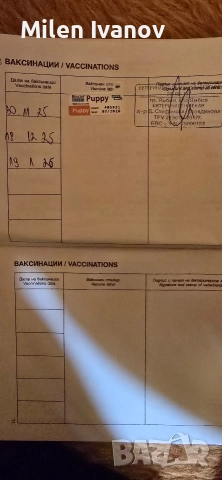 Джак Ръсел териер, снимка 6 - Джак ръсел териер - 52710876