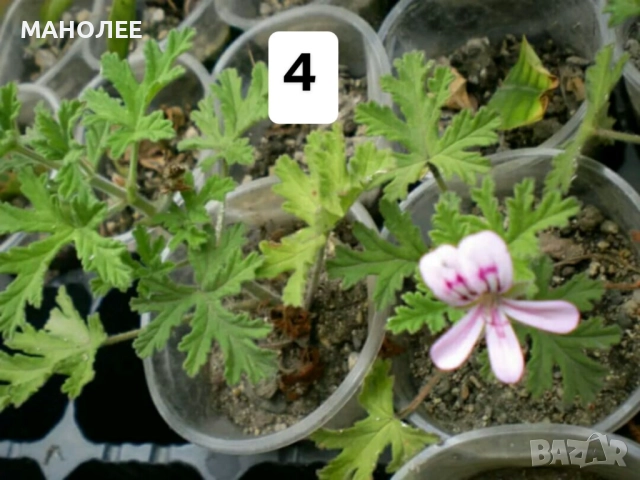Саксийни цветя - 8 вида 3 НЕЗАСАДЕНИ КОРЕНА В ЕДИН ПАКЕТ /видове по избор/ ЗА 20 ЛВ. / 10,23 € ., снимка 5 - Градински цветя и растения - 52047799