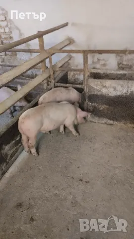 Продавам 10 бр.прасета Бълг.бяла по 30 -35кг. На 164 евр. Мъжки скопени ., снимка 4 - Прасета - 47113609