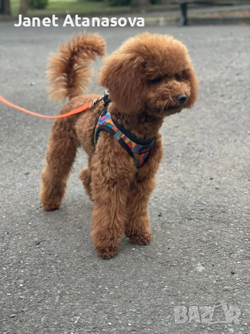 женски мини пудел, снимка 2 - Пудели - 52698686