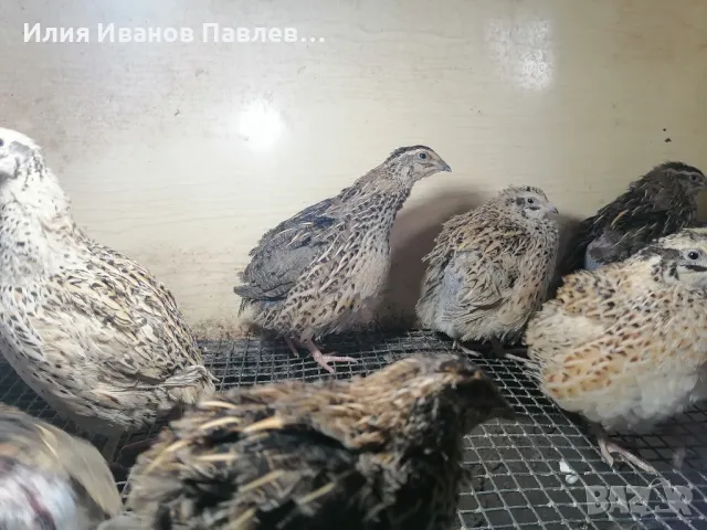 пътпъдъци и яйца, снимка 1