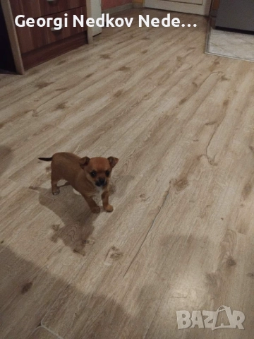 Продавам чихопинчер 