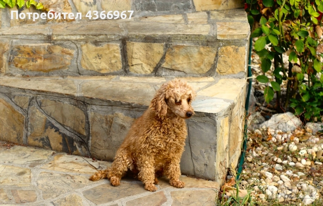 Мини пудеи и Той Пудели , снимка 5 - Пудели - 52771721