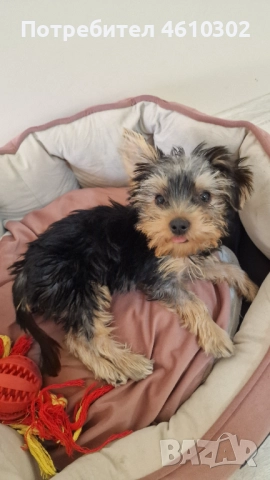Йоркширски Териер Йорки мини, снимка 1