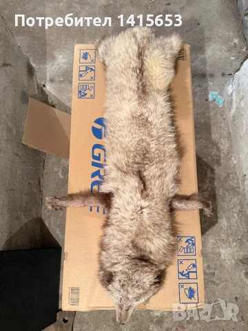 Продавам препарирана лисица, снимка 3 - Други ценни предмети - 53224567