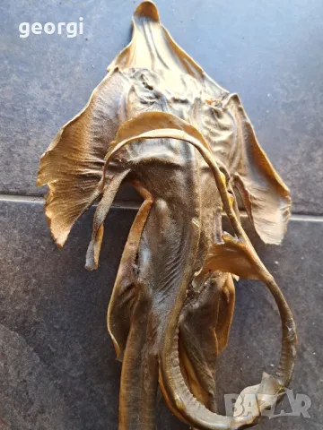 препарирана екзотична риба  7/4, снимка 5 - Декорация за дома - 49854710