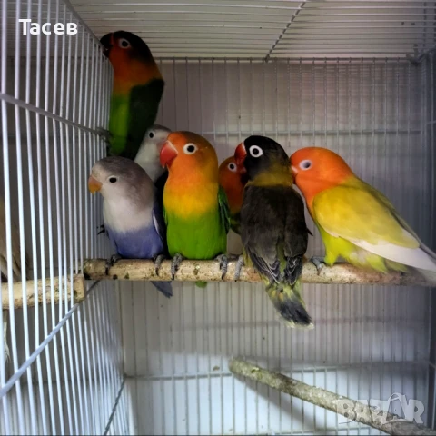 Неразделки, снимка 1