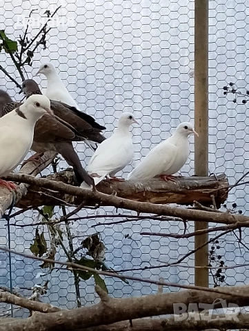Сенегалски гугутки, снимка 12 - други­ - 51779307