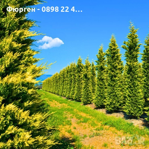 Кипарис Лейланди „Gold Rider“ (Златен ездач) Cupressocyparis leylandii ‘Gold Rider’, снимка 6 - Разсади - 52899091