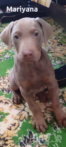 Продавам родословни добермани , снимка 8 - Доберман - 52585726