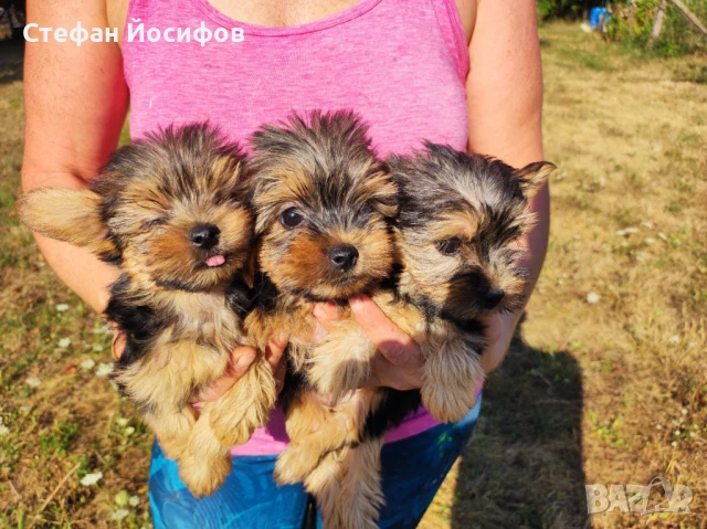 Мини йорксирски териер, снимка 1