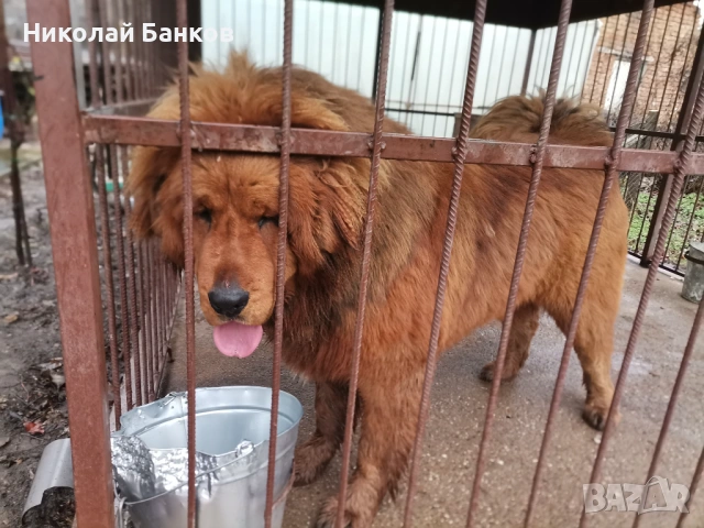 Тибетски мастиф за разплод, снимка 6 - Мастиф - 53578991