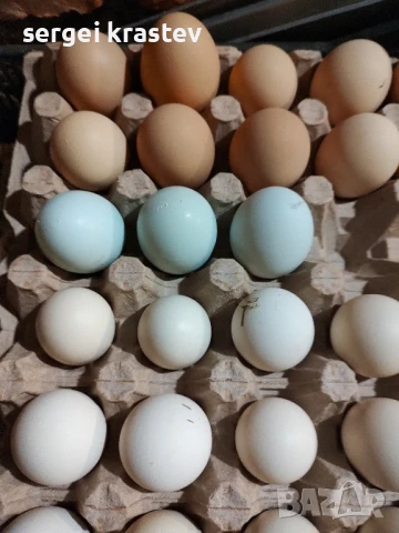 млади домашни петли , снимка 2 - други­ - 47610041