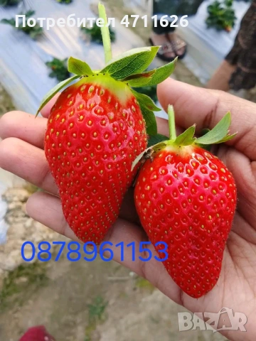 Разсад ягоди целогодишни , снимка 3 - Разсади - 53464019