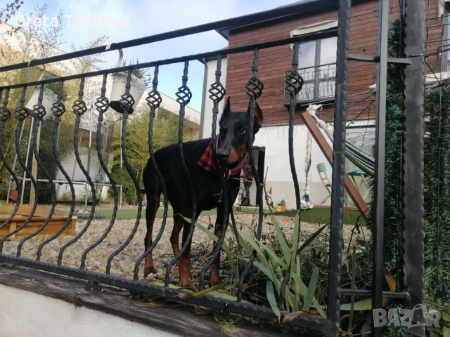 Чистокръвни доберманчета, снимка 7 - Доберман - 52678560