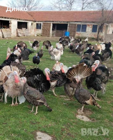 пуйки , снимка 4 - други­ - 52392364