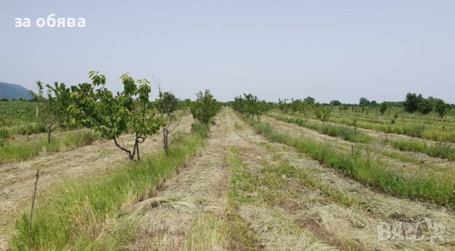 Овощни градини череши/сливи, снимка 1