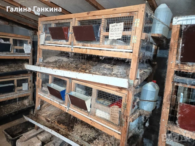 Заешко месо , снимка 7 - Други животни - 53204862