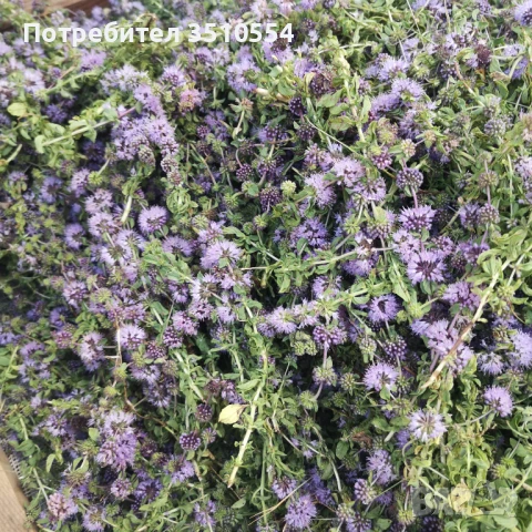 Продавам билки, снимка 1