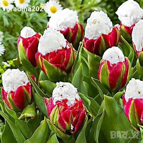 Луковици на сладоледено лале, снимка 5 - Разсади - 51643621