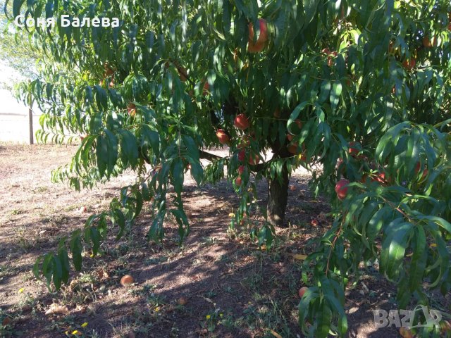 Орехова градина - 20 дка, снимка 12 - Земеделска земя - 26262761