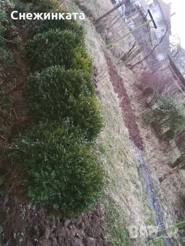 Красиви големи и пухкави чемшири , снимка 8 - Градински цветя и растения - 32403960