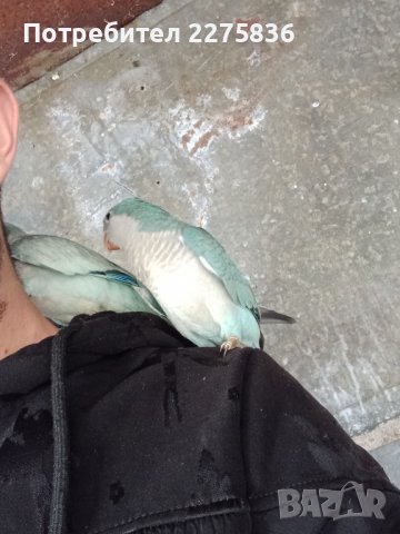 Монашески Папагалчета (монах), снимка 15 - Папагали - 37902418