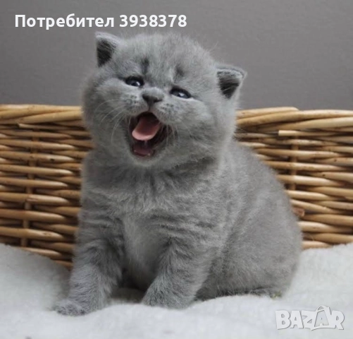 Britansko kasokosmesto, снимка 1