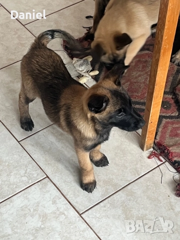 Белгийска овчарка-Малиноа , снимка 6 - Белгийска овчарка - 52623774