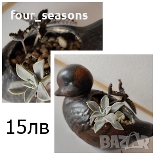 Кактуси, снимка 3 - Градински цветя и растения - 51905969