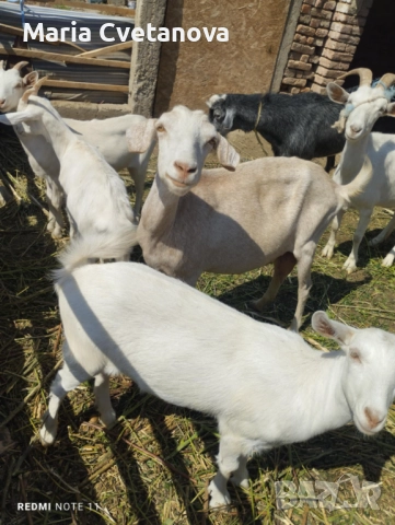 Кози ярета пръч , снимка 1