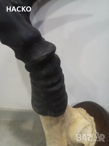 Уникален Трофей Рога с Черап от Антилопа Сейбъл 100% Автентичен, снимка 16 - Други - 48290351