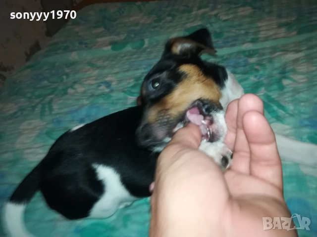 ЖЕНСКО ДЖАКЧЕ НА 90 ДЕНА 2011251700, снимка 8 - Джак ръсел териер - 52482164