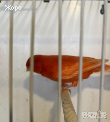 Продавам чифт 