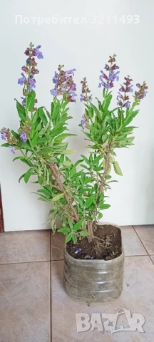 Продавам чашкодрян, салвия, алое,чемшир ,делосперма, снимка 3 - Градински цветя и растения - 34722969