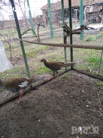 Сребърни фазани чифт, снимка 3 - Други животни - 51520209