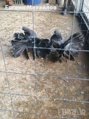 Фенерлии , снимка 10 - Гълъби - 52369128