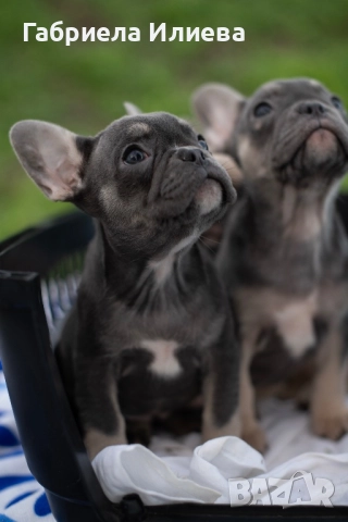 Чистокръвни френски булдочета, снимка 6 - Френски булдог - 52425579
