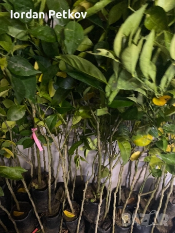 Лион, Мандарина, Портокал, снимка 2 - Градински цветя и растения - 52656437