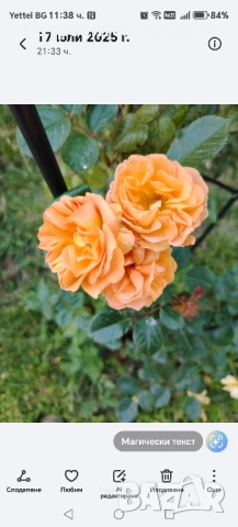 Продавам резници от различни видове рози., снимка 9 - Стайни растения - 52050658