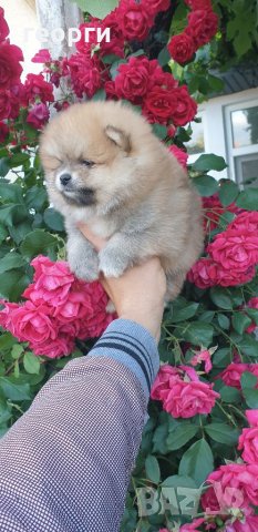Померан, снимка 8 - Померан - 33251343