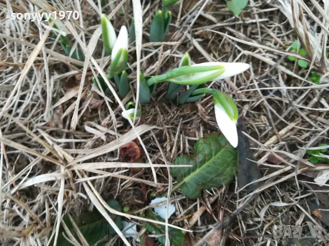 2025г-КОКИЧЕНЦА С ЛУКОВИЦИ В САКСИЯ С ПОЧВА 2701251600 , снимка 3 - Градински цветя и растения - 48849770