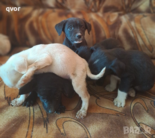 Продавам лабрадори, снимка 6 - Лабрадор ретривър - 53494683