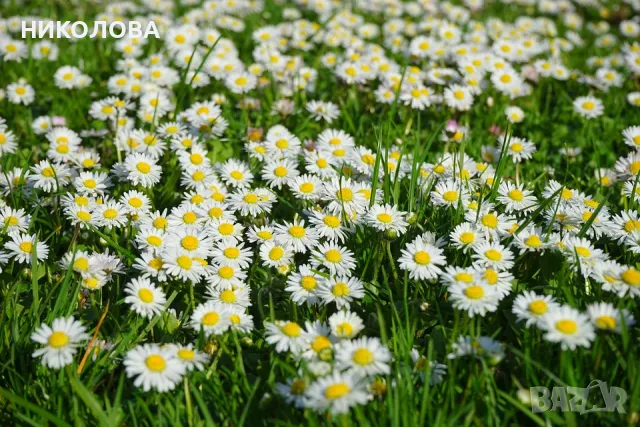 ЛИВАДНИ  МАРГАРИТИ