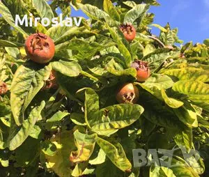 Мушмула, снимка 4 - Градински цветя и растения - 49345064